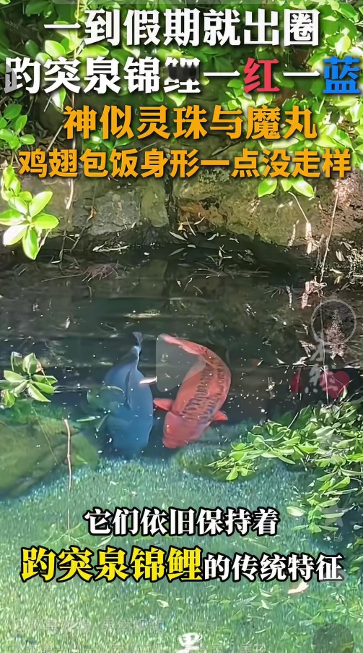 趵突泉的两条“胖锦鲤”，这次真的火出圈了
 
五一趵突泉最火的不是泉水，而是池子