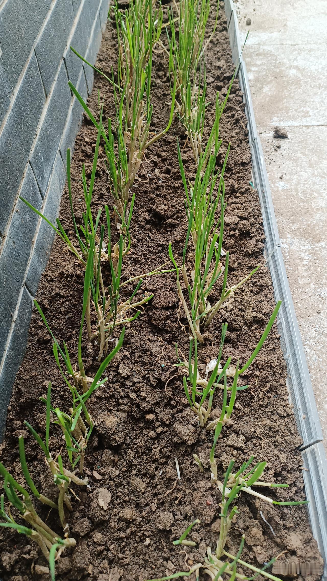 朋友送韭菜，移栽安排上

昨天朋友打算清理菜园，韭菜种得太密，想拔掉一部分。打电