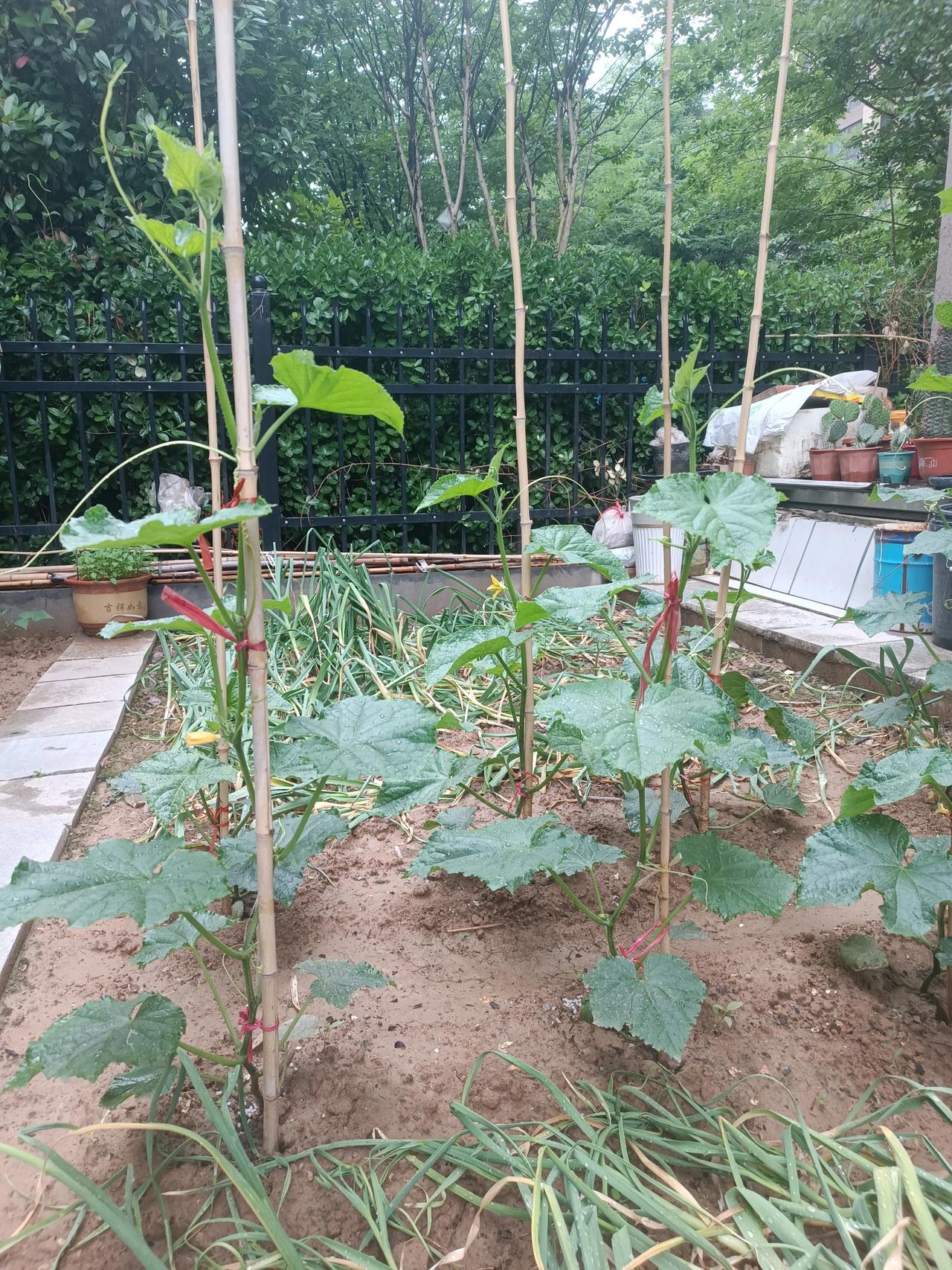 日子不用太复杂，一方小院，半畦菜地就够啦🥬
下雨后的菜园太治愈，泥土香混着青草