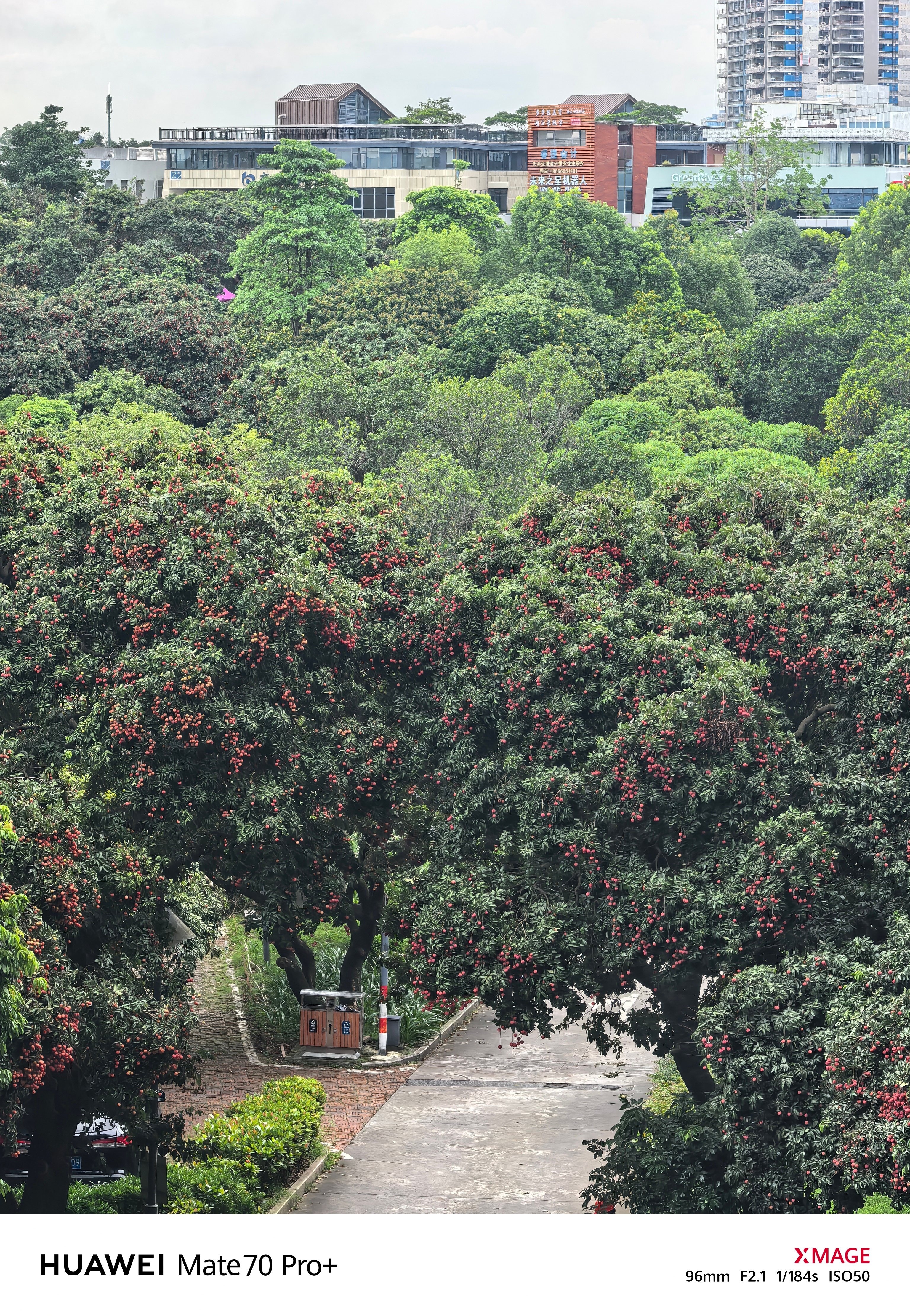建议成人吃荔枝每日不超过10颗虽然，但是来广东怎能忍住不吃荔枝，早中晚，感觉每顿