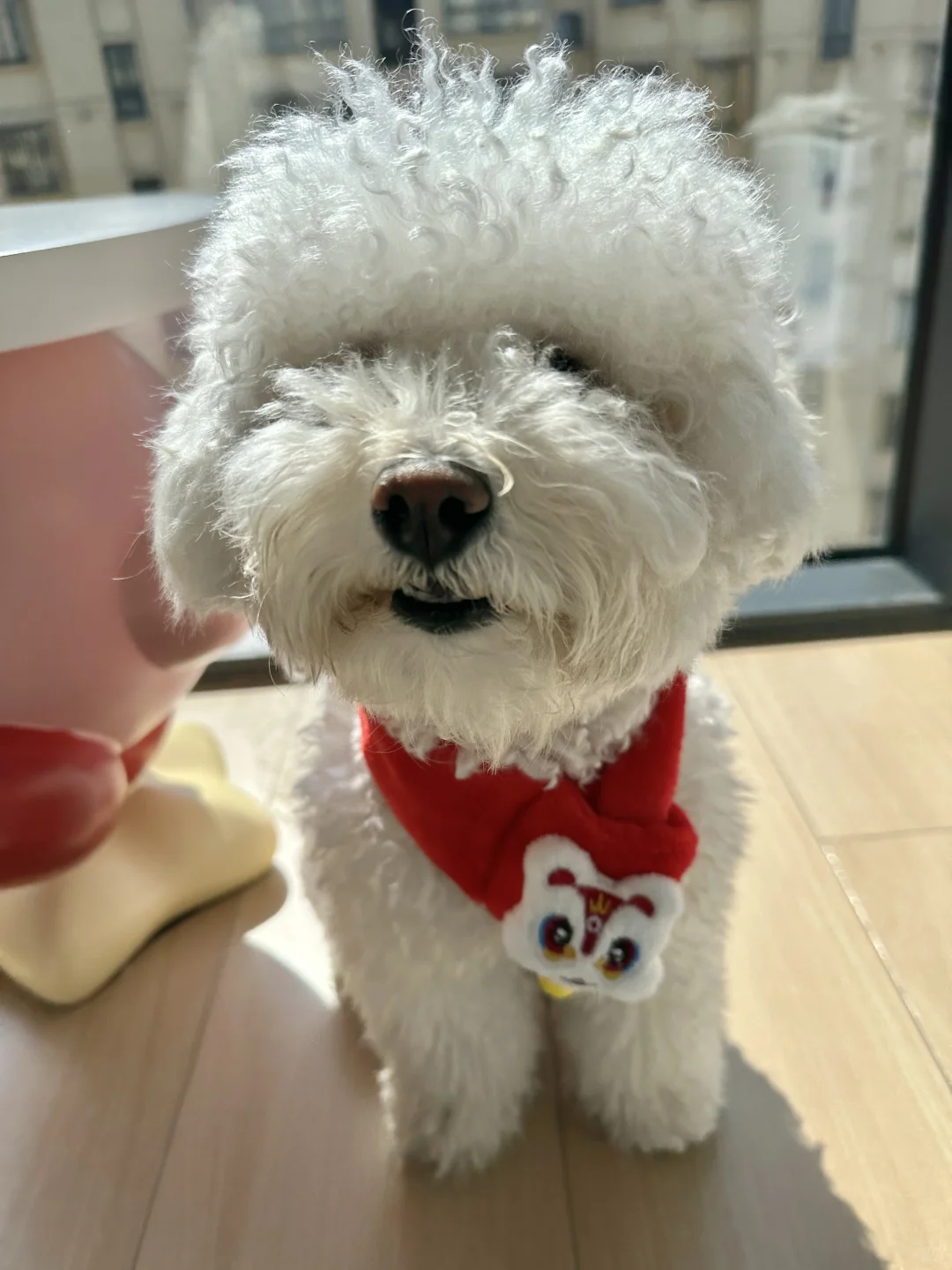 祝大家新年汪汪汪！