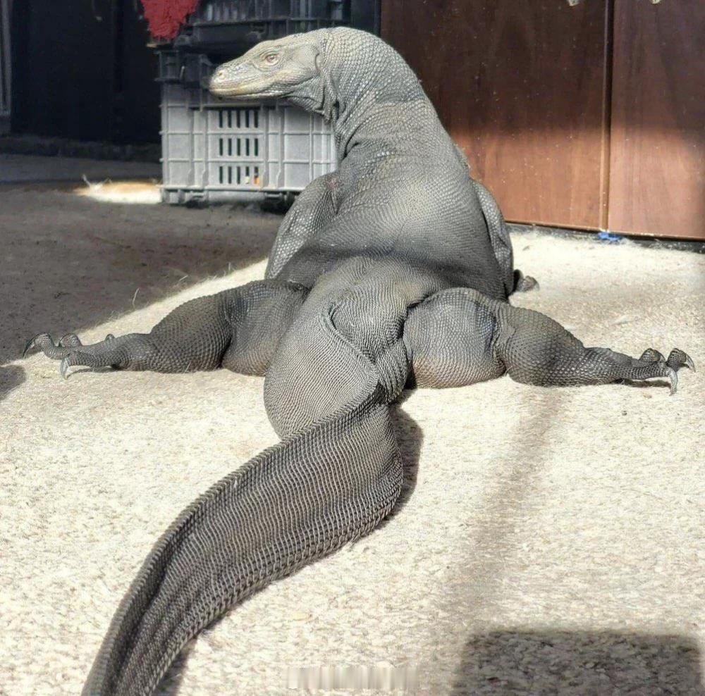 巨大的科莫多龙 