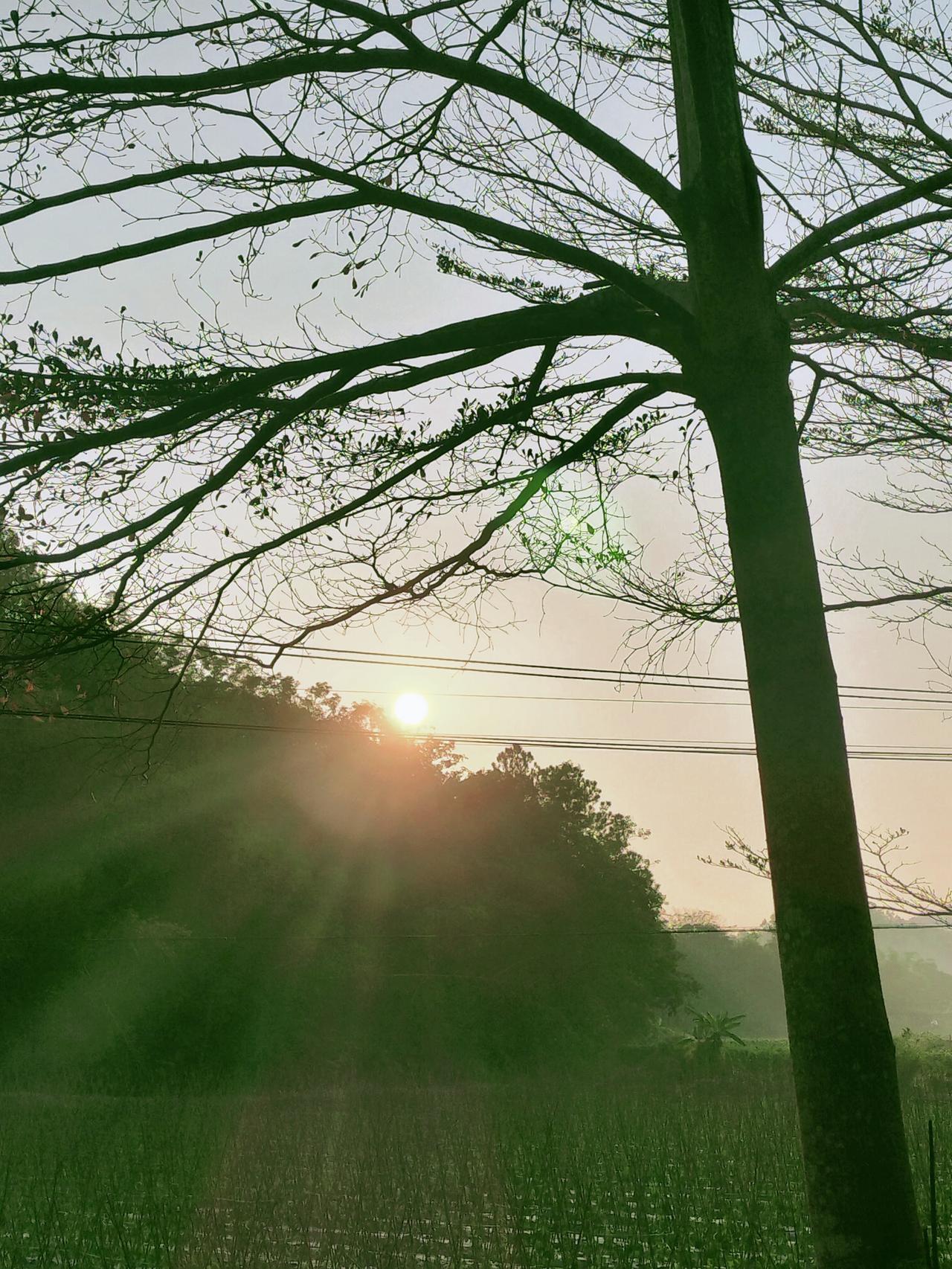 晨雾还没散，朝阳就从树缝里钻出来，把光织成软金的网。老树枝桠勾着淡青的天，新叶沾