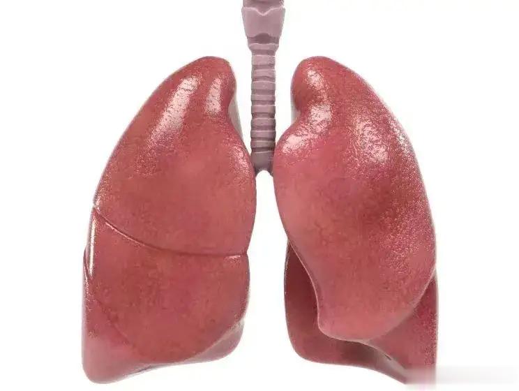 如果头部出现以下3种情况，说明肺已经拉警报了，应该重视保养大家好，随着疫情的发展