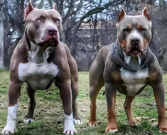 冤不冤？重庆，男子牵了2只大、小比特犬遛弯，突然尿急，在小路方便时，嫌狗闹腾，把