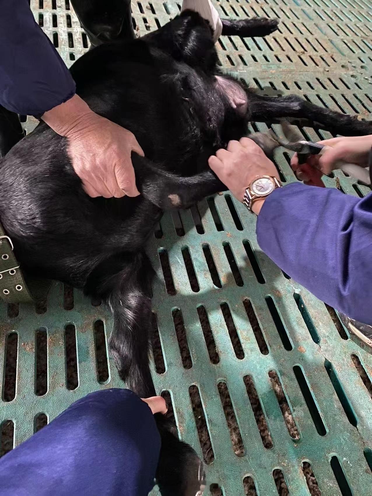 月薪1.6万招人放羊包吃住有WiFi这是懂年轻人的，包吃住，还包WiFi😂但是