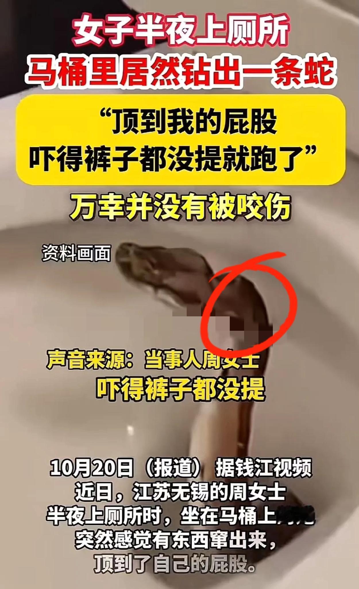 半夜上厕所遭遇“马桶藏蛇”？无锡周女士的经历简直能让人做一整年噩梦！睡梦中被腹痛