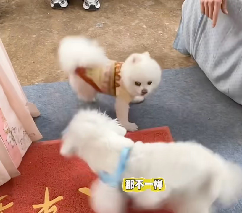 巧克力又菜又爱撩 