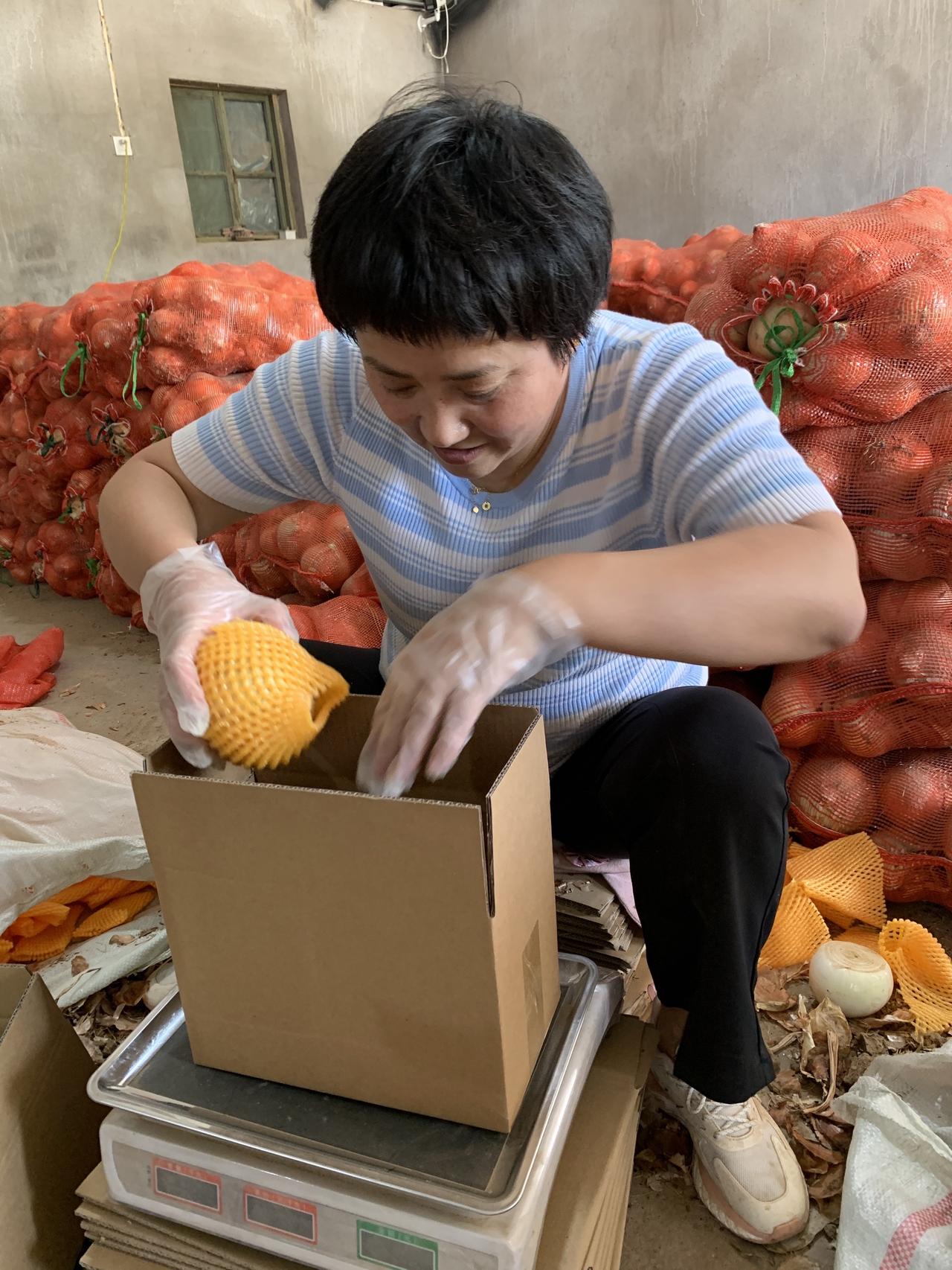 新鲜洋葱打包发货中打包发货