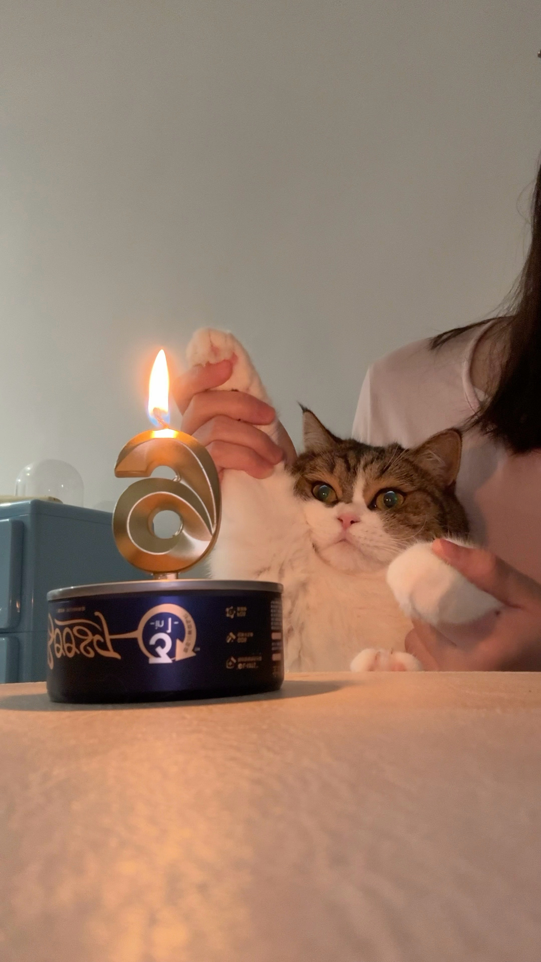 🎂是6岁的乖咪啦！！！健康平安长大～吃好喝好睡好没烦恼永远爱你！平逸近人