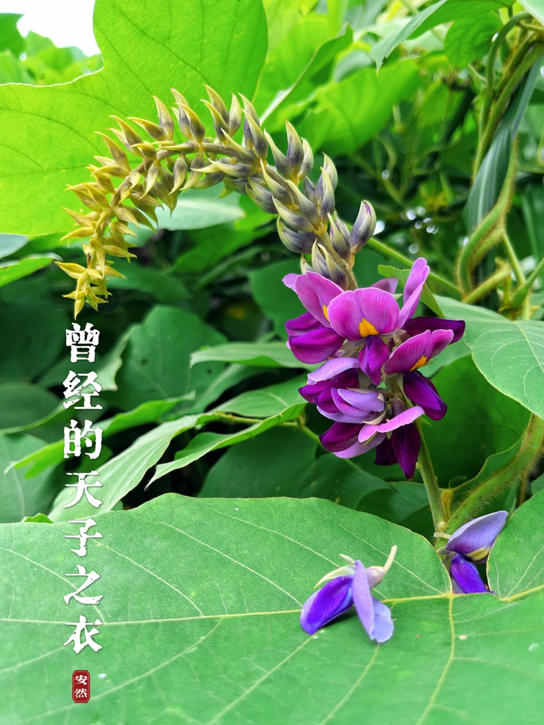 福州植物美图| 曾经的天子之衣———葛