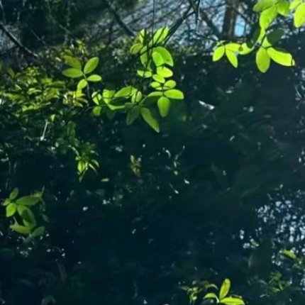 阳光信用  1900一个人最善良的就是不骄纵不虚伪，每个人都有属于自己的足迹，己