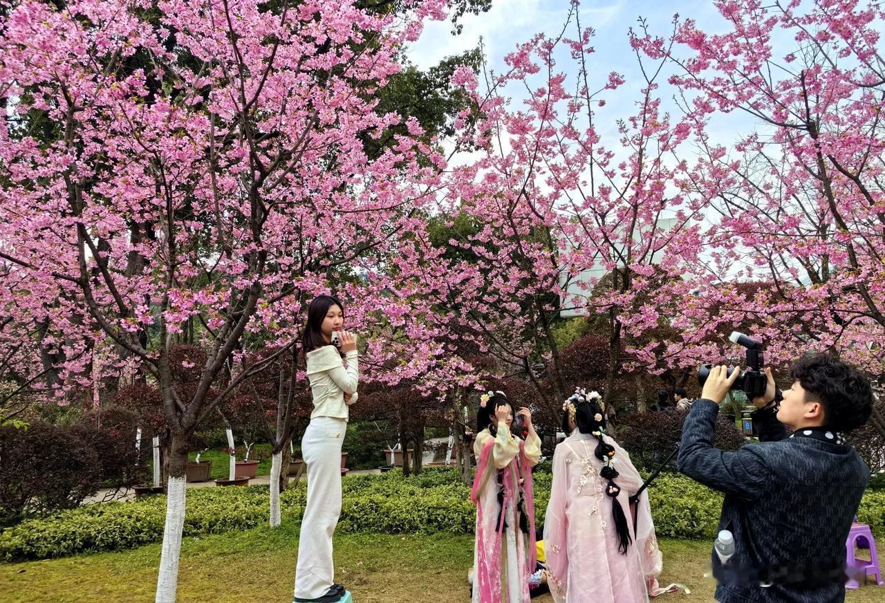 重庆南山植物园 樱花重庆拍花 重庆樱花节 红岩村樱花园 观音桥樱花