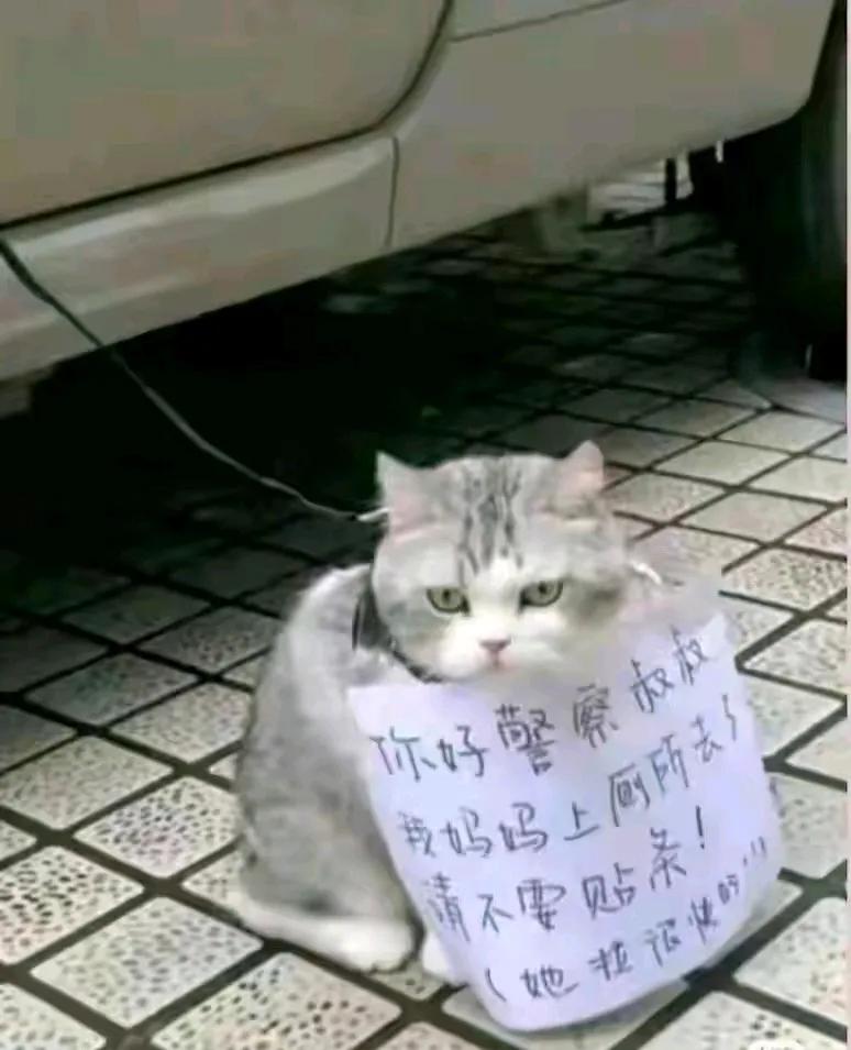 今天下班的路上，在乡镇街上停了一辆车，而车子的后面又拴着一只挂牌的狸花猫，大家都
