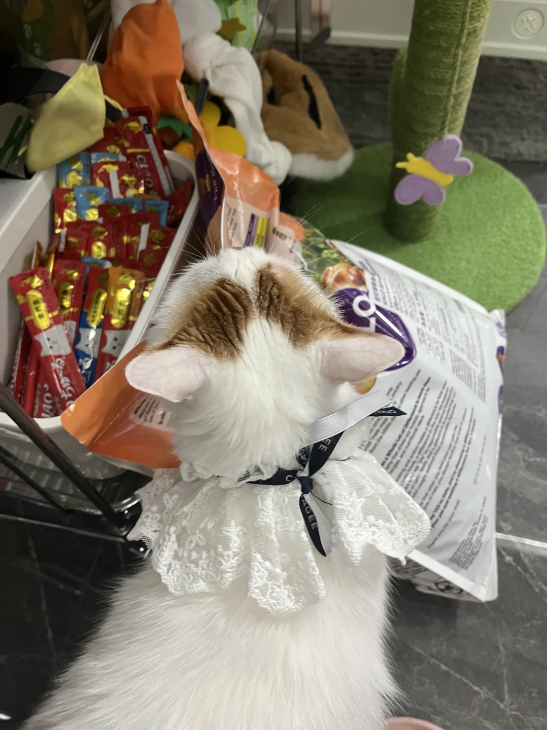 宝宝，你是一只贵族猫