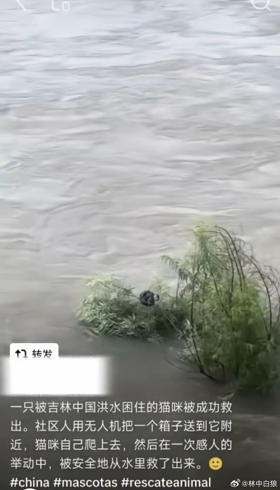 吉林用无人机救小猫，感动了洋抖上无数老外。关于东大的意林故事正在全球传播…… 