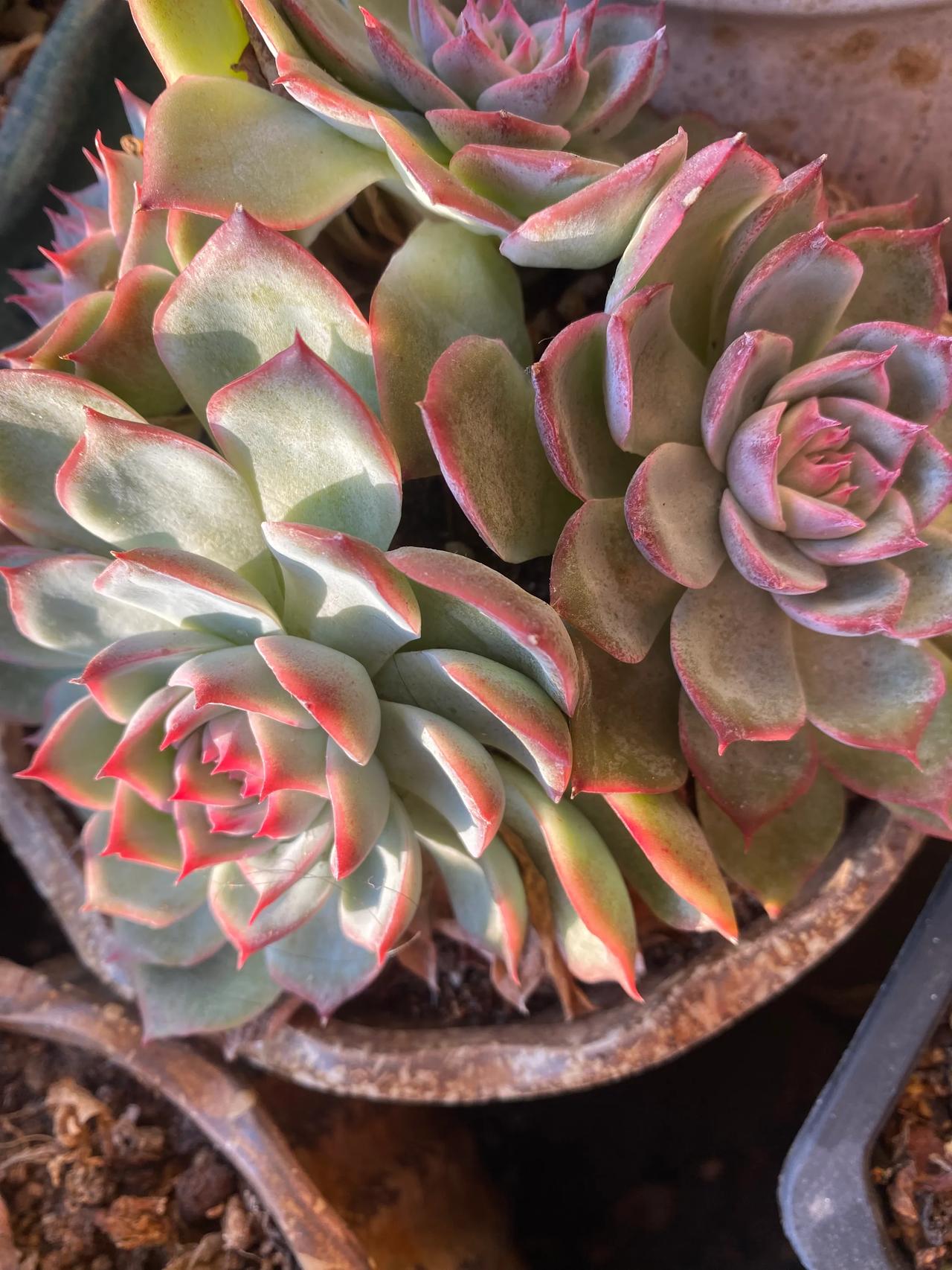 多肉好看不好看，慢慢在上色了