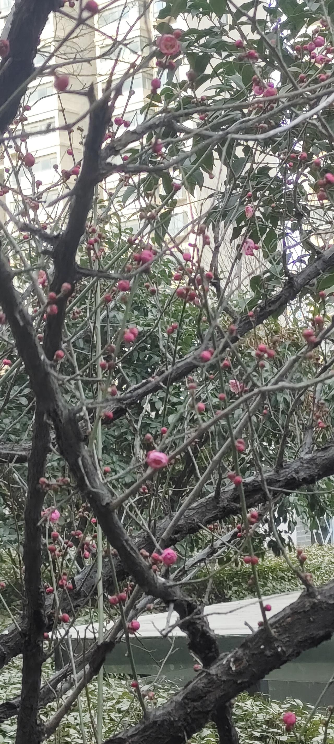 立春刚过，天气稍一转暖，我惊喜地发现了一株绽放的早春梅花，满树粉嫩的花苞与初开的