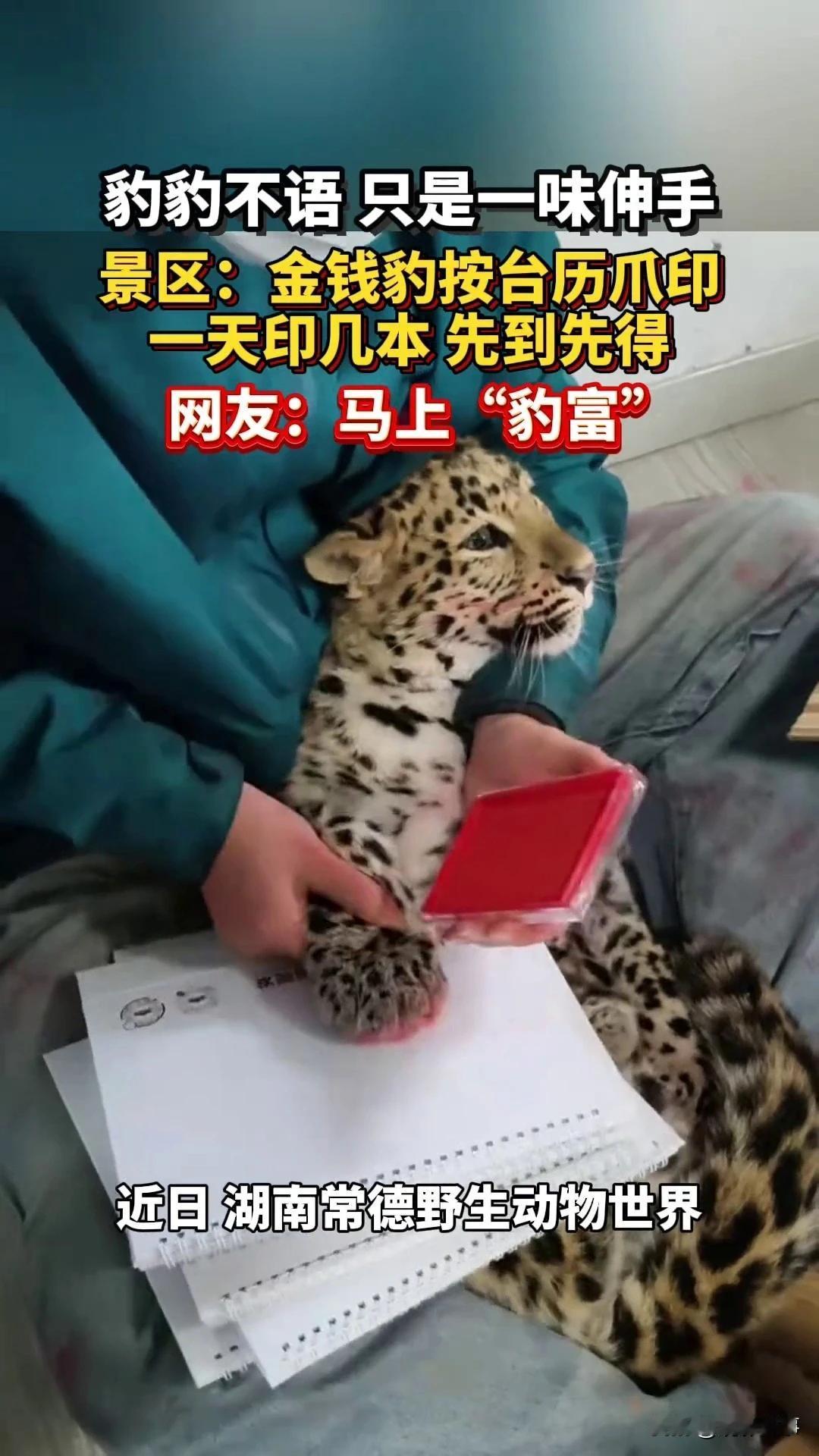 1月9日，湖南常德野生动物世界的工作人员就“金钱豹印台历”一事作出回应：这是我们