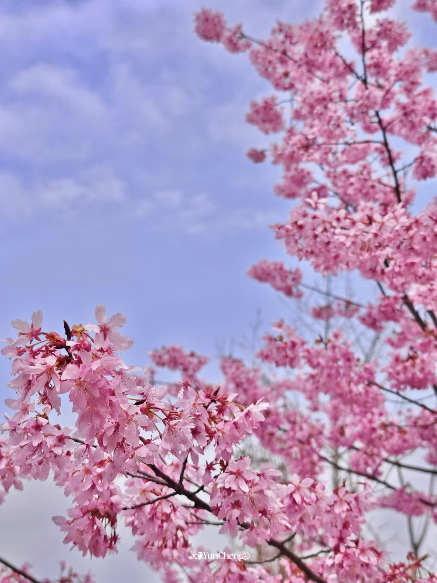 EP12：春日来信，万物生长。🌿 上海·顾村公园