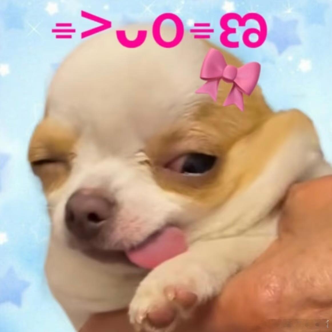 📣宝宝们带狗狗体检，请假一天哈