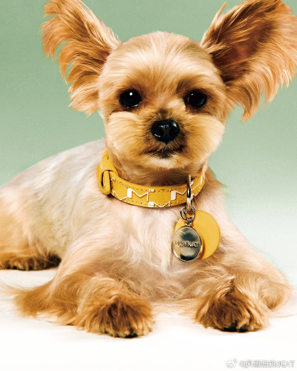 越看呆球越觉得不像🐶，像人...[允悲][允悲][允悲] ​​​