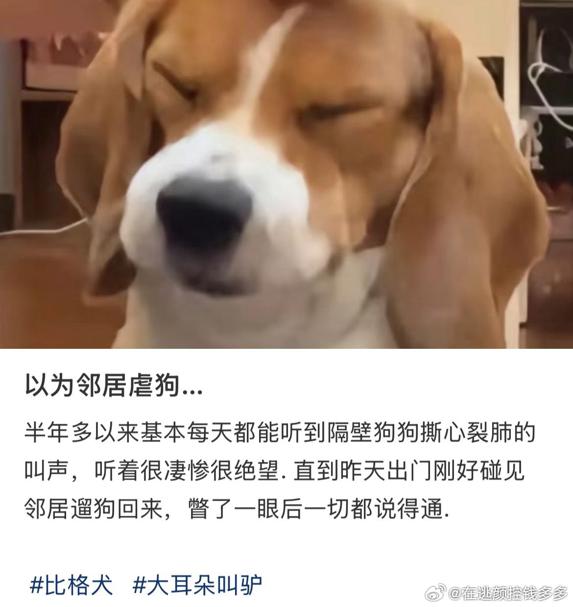 比格犬受害者联盟又➕1，大耳朵叫驴的含金量还在上升[哈哈] 