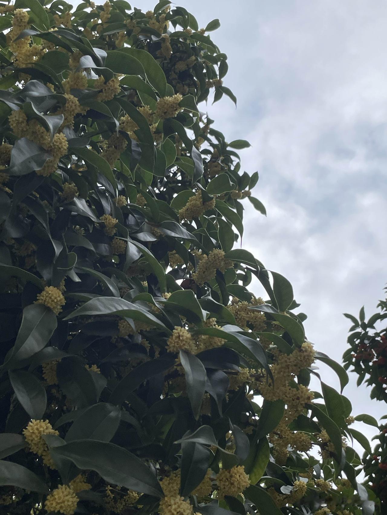这两天，阳光下都是桂花香味，树荫下也是桂花香味。