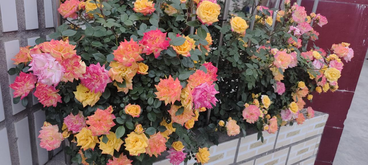 争奇斗艳出墙来
五颜六色百花开
百花争艳迎春来 百花争艳好运来 盛开的花墙 夏来