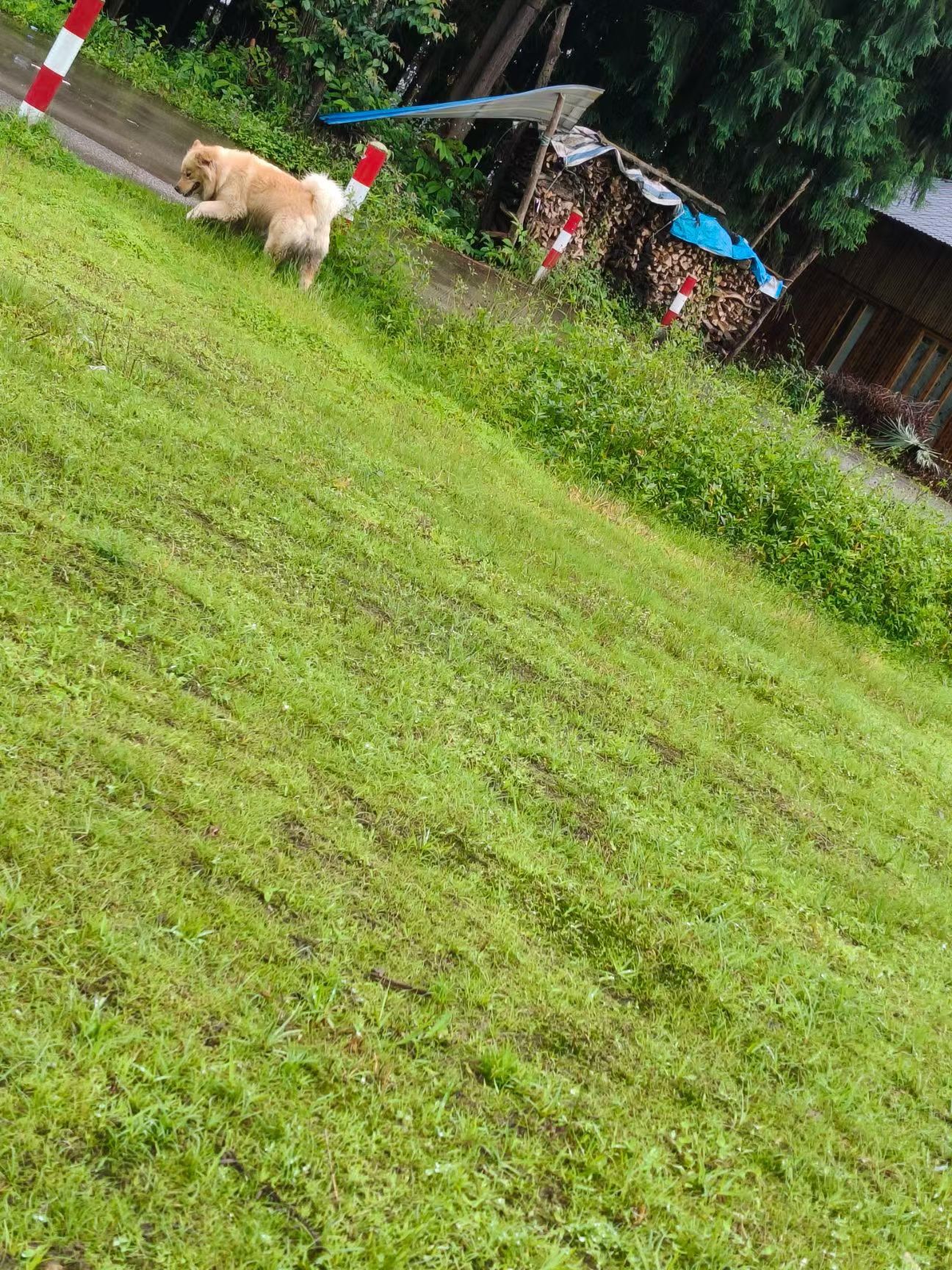 乐🐶子：真好玩 