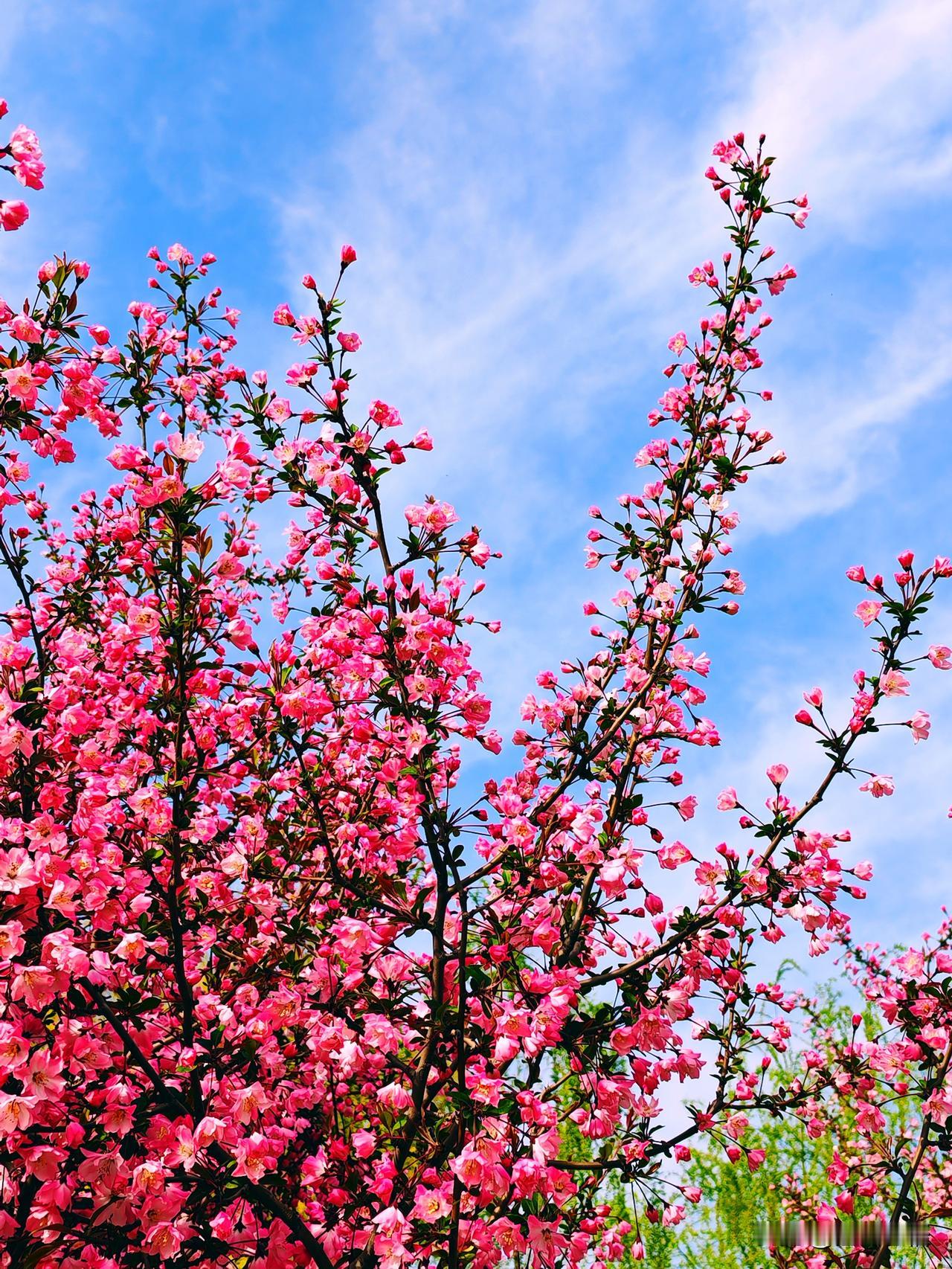 春日盛开的粉色花海，蓝天白云相映成趣，美不胜收！🌸🌞