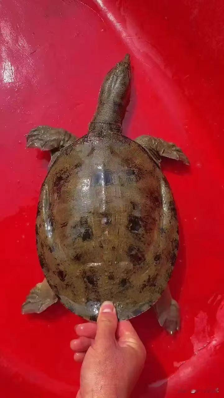 看个头约莫1.5斤，要价100块。
退休后住乡下生活就是这点好，河里有啥野货，第
