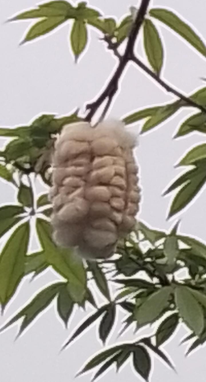 发一张你相册最近拍的花这是广州的异木棉花，如果能够收集起来可以做枕头，但是风一吹