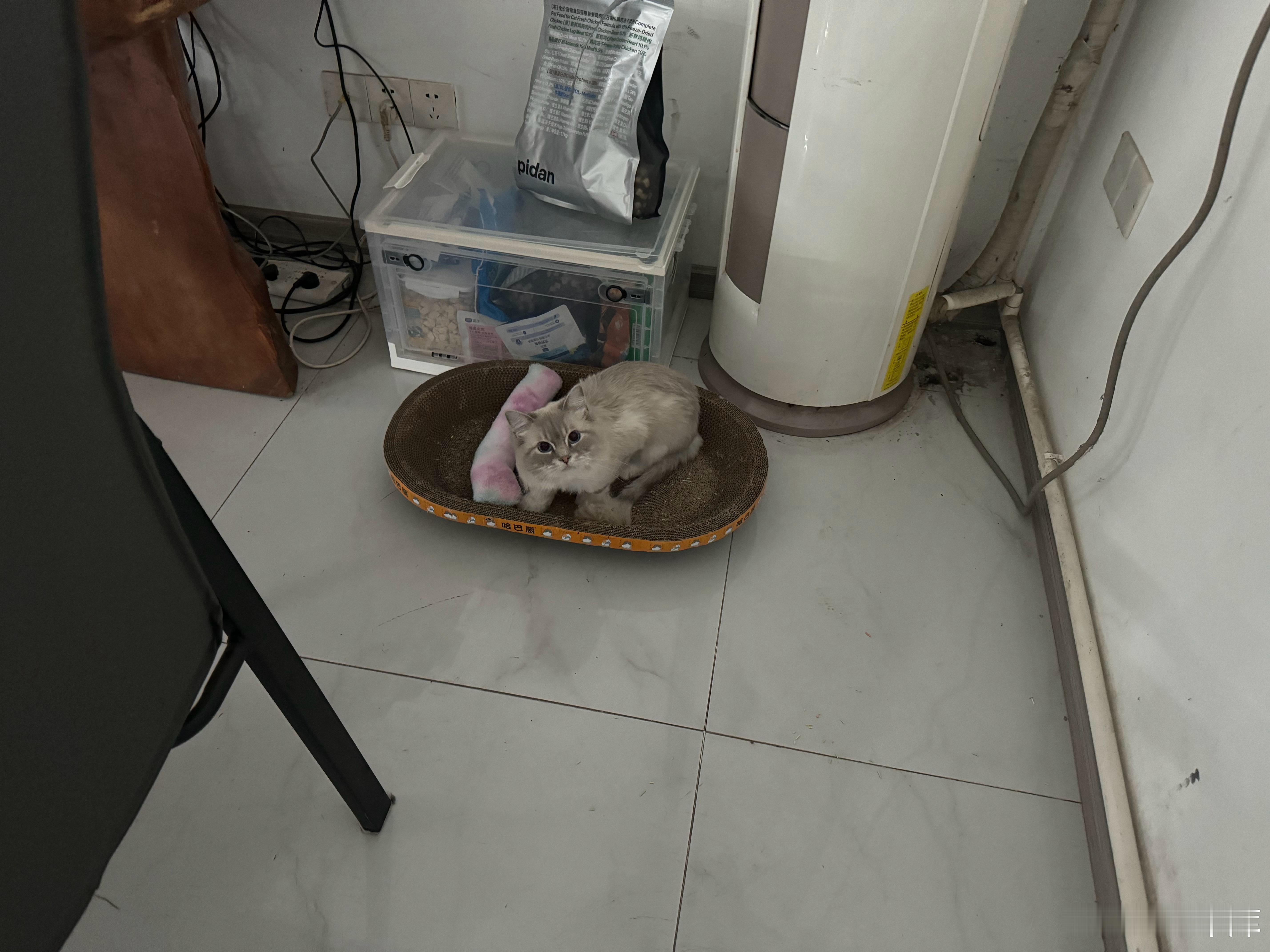 我靠我找了半天猫满市场到处找…准备等天黑再找咋突然就出现了！！！而且是出现在办公
