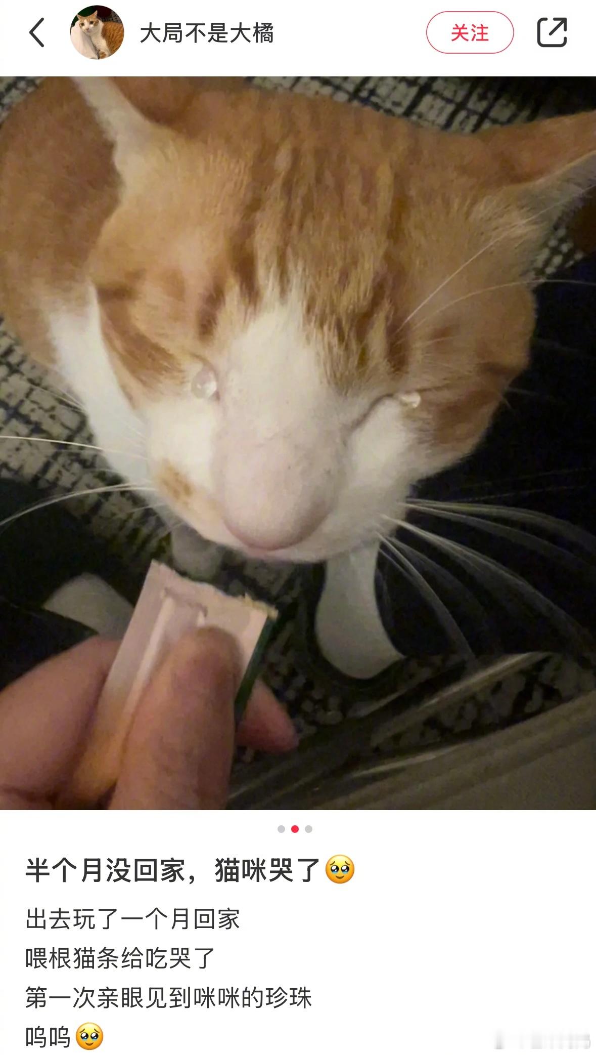 网友：猫咪哭了，它好想我[泪]评论区：猫条给猫香的口水从眼里流了出来[允悲] 
