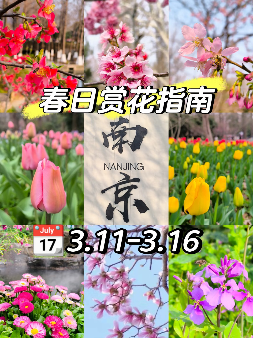💥南京春日赏花指南！3.11-3.16推荐！