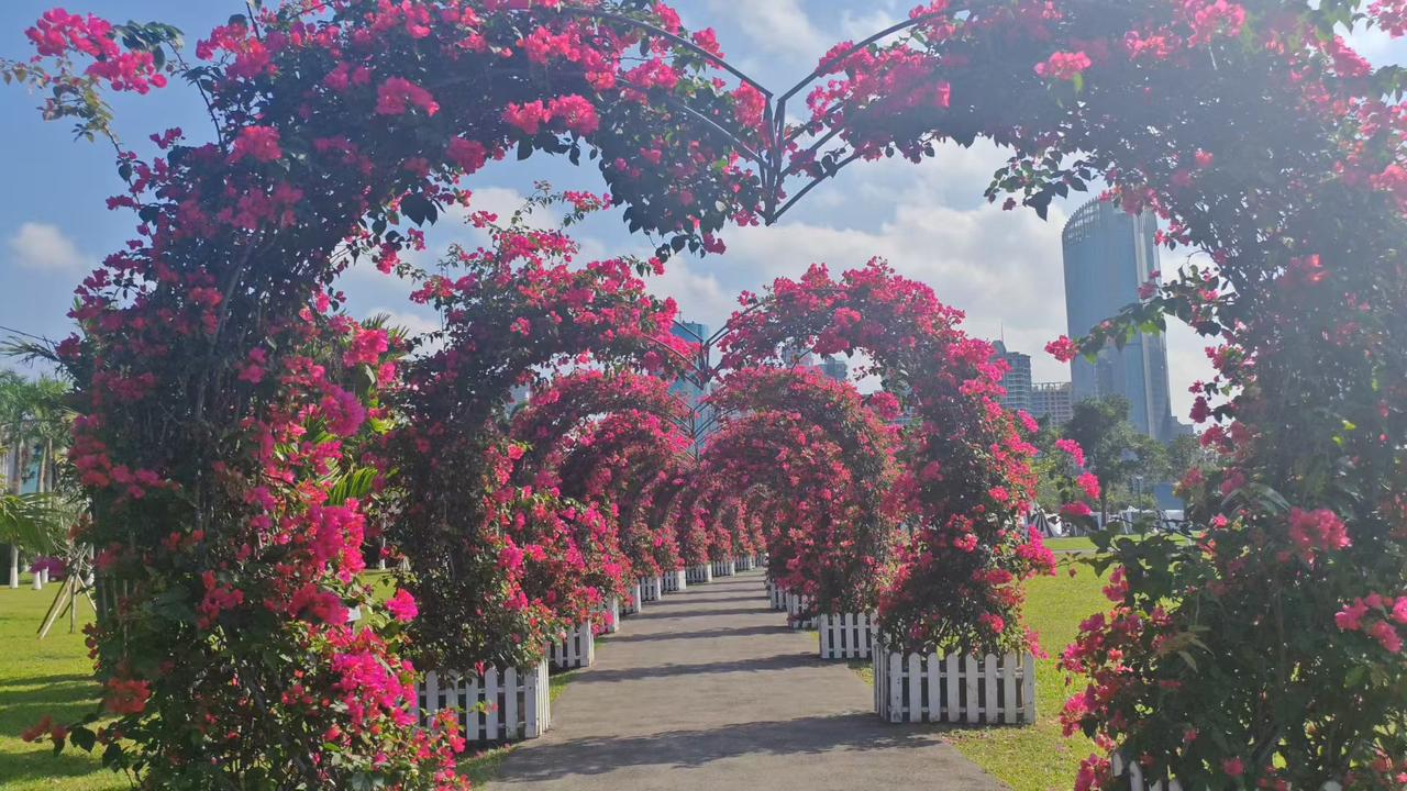 🌸 花藤把天空卷成玫红色的浪，城市楼宇在花影后，成了浪漫的背景板。
✨ 三角梅