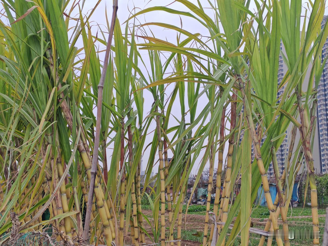 9块9自助偷甘蔗意外爆火！万人涌入甘蔗地里偷甘蔗
这波操作太会了！ 四川眉山一个