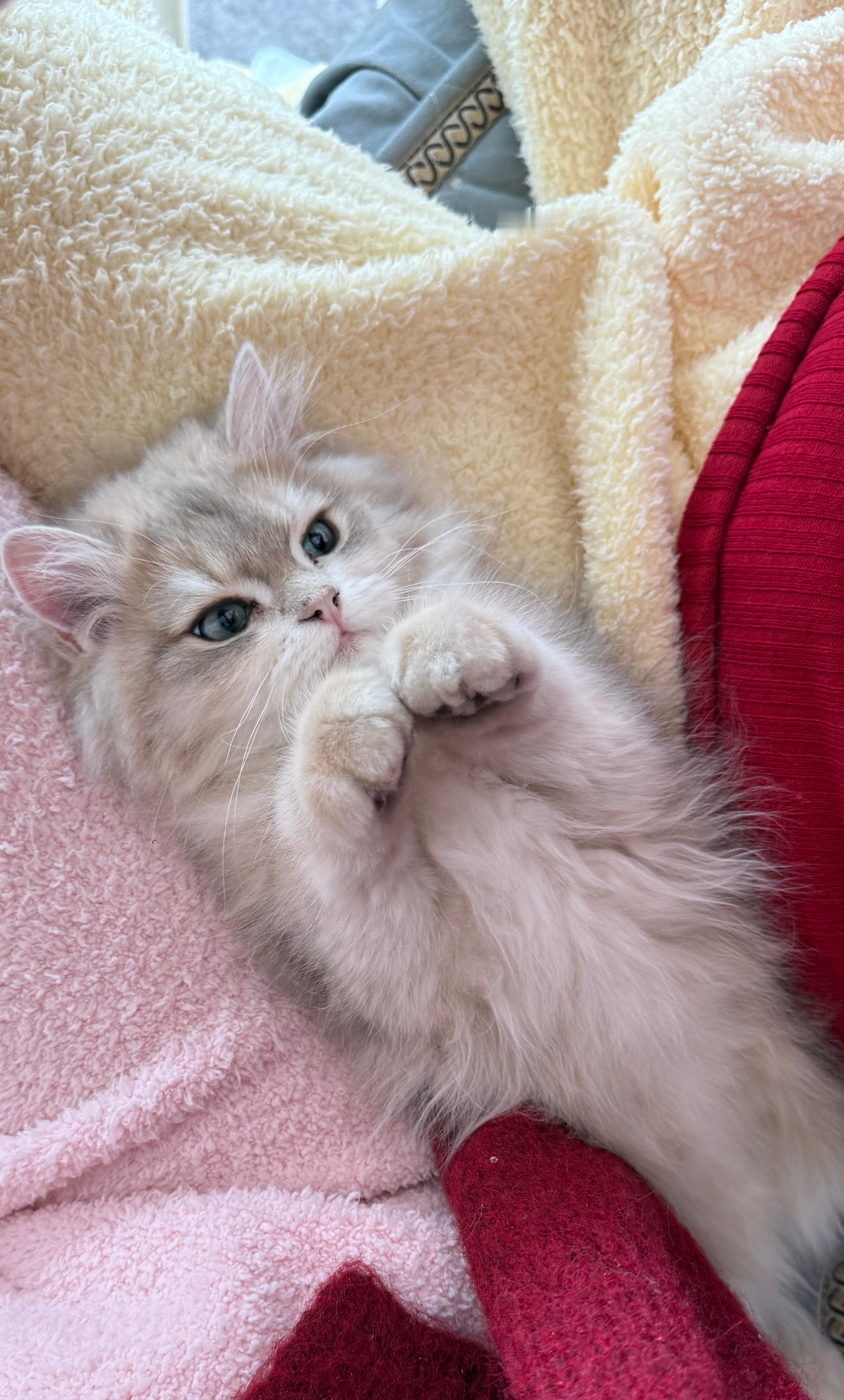 小猫日记🐱记录治愈系我的日常plog ​​​