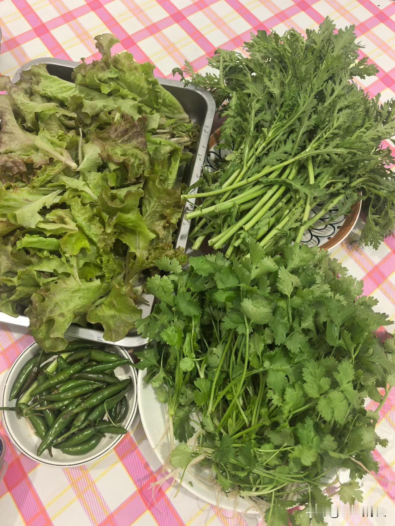 分享城市新鲜事过节吃点老妈种的绿色食品吧！无公害无污染的据说对身体健康有益。我就