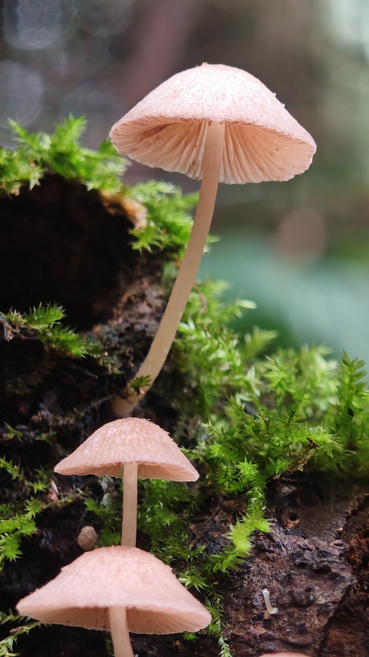 山间菌生，绿意盎然。