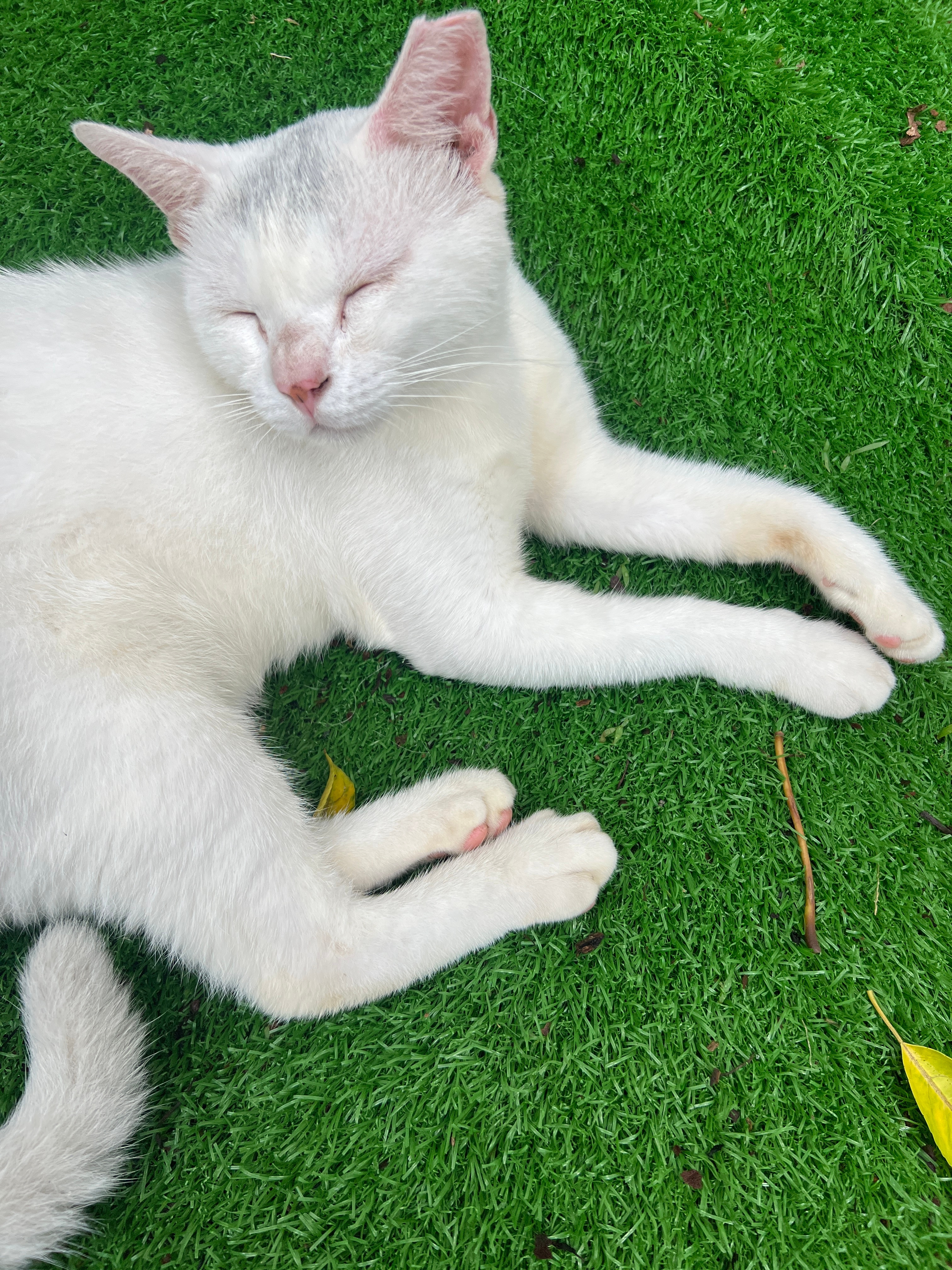 丑猫 ​​​