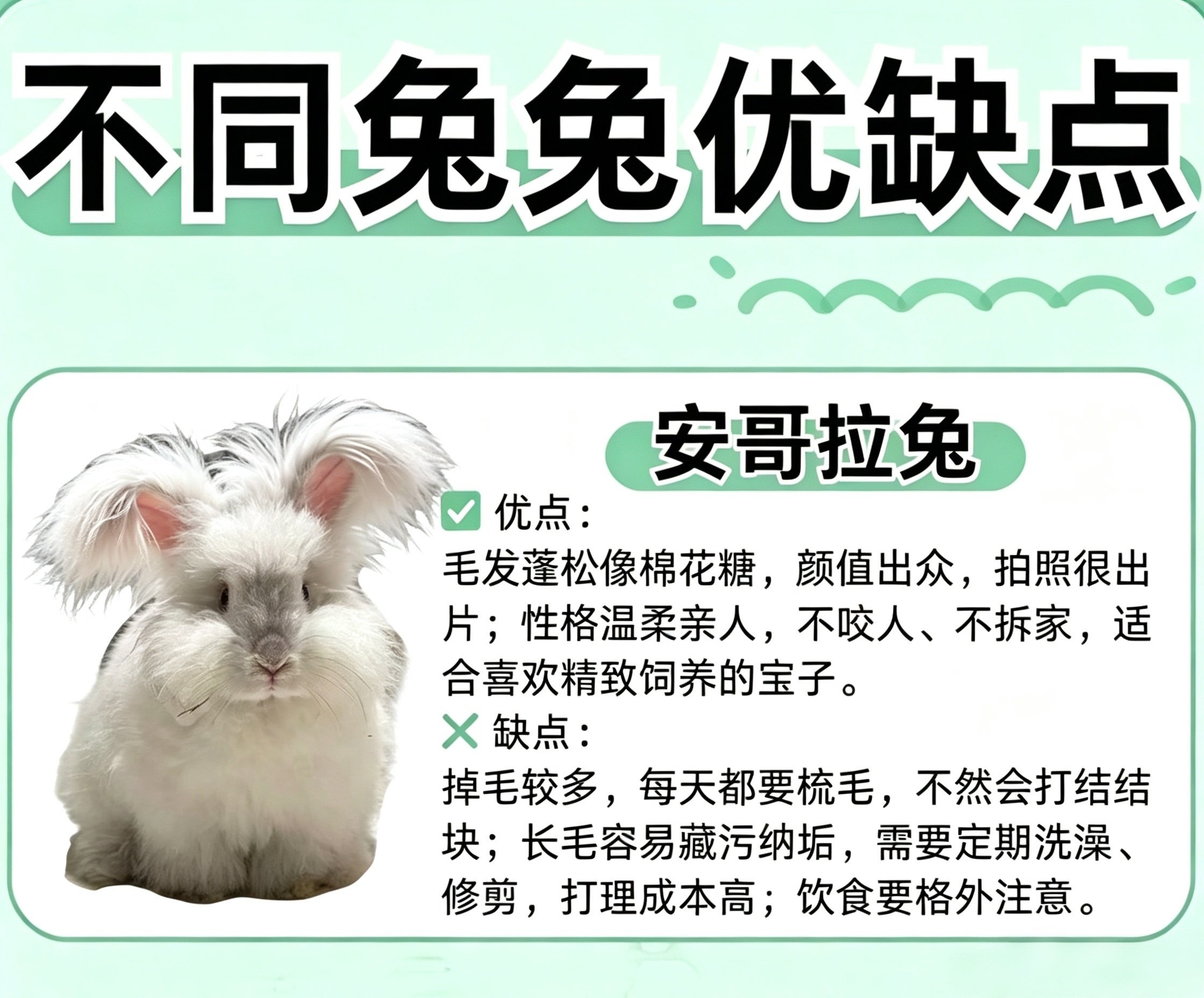 📒养兔指南：记得要经常给兔兔打理毛发哦～/ 李沛恩🩵 