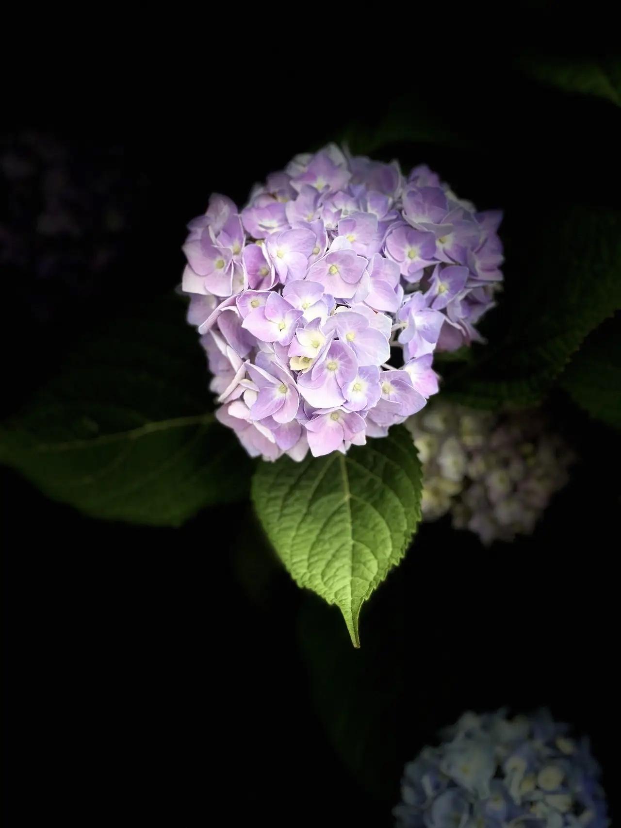旅途随拍～
不知道这是什么花🌸
有点像绣球[捂脸]