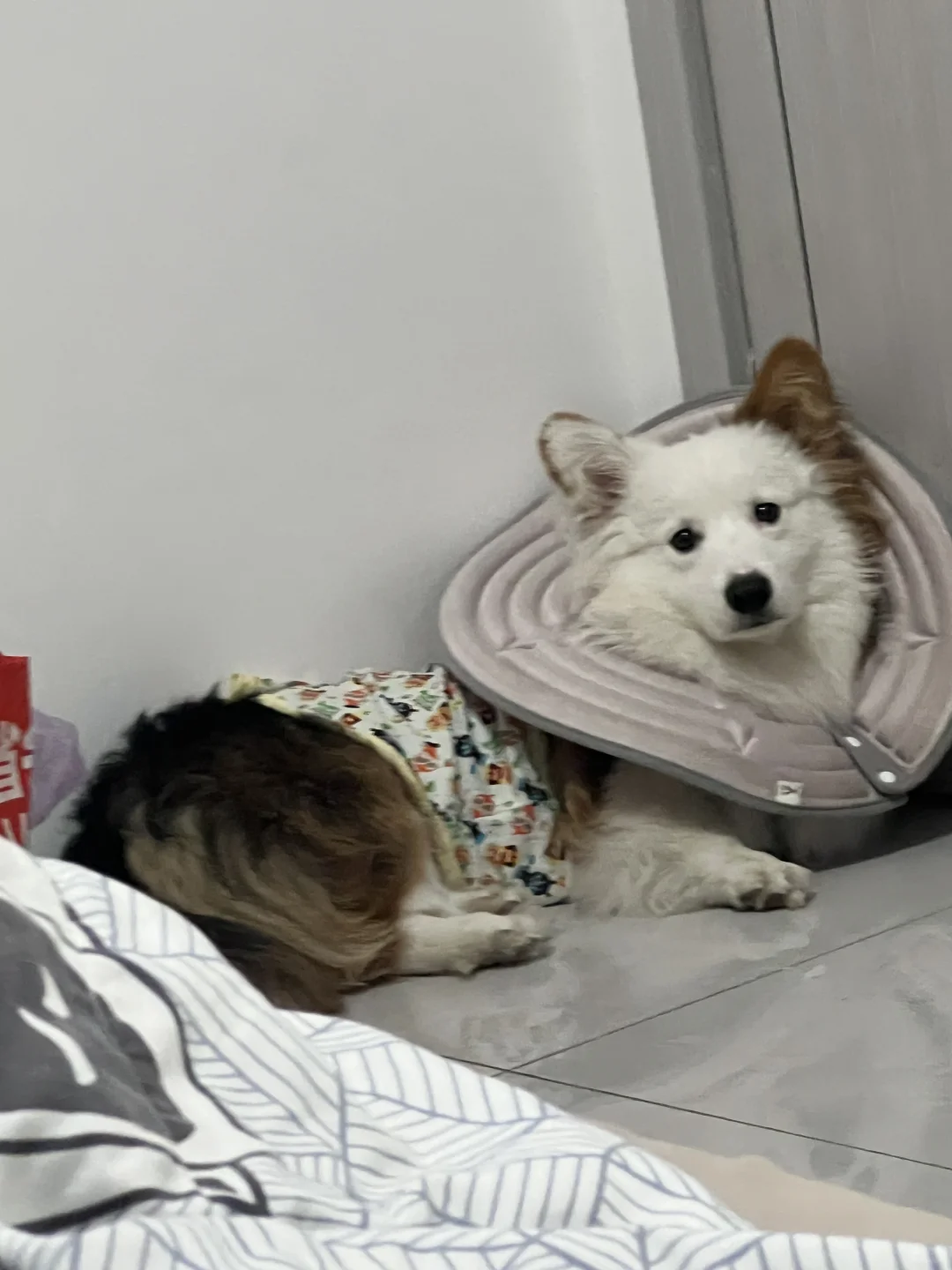 emo宝