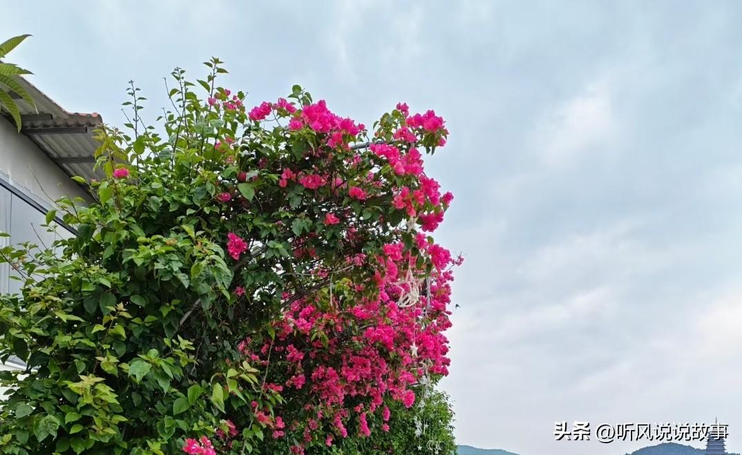❤️清晨的阳光洒满肩头，新的一天充满希望。无论昨日如何，此刻心向光明，步履坚定。