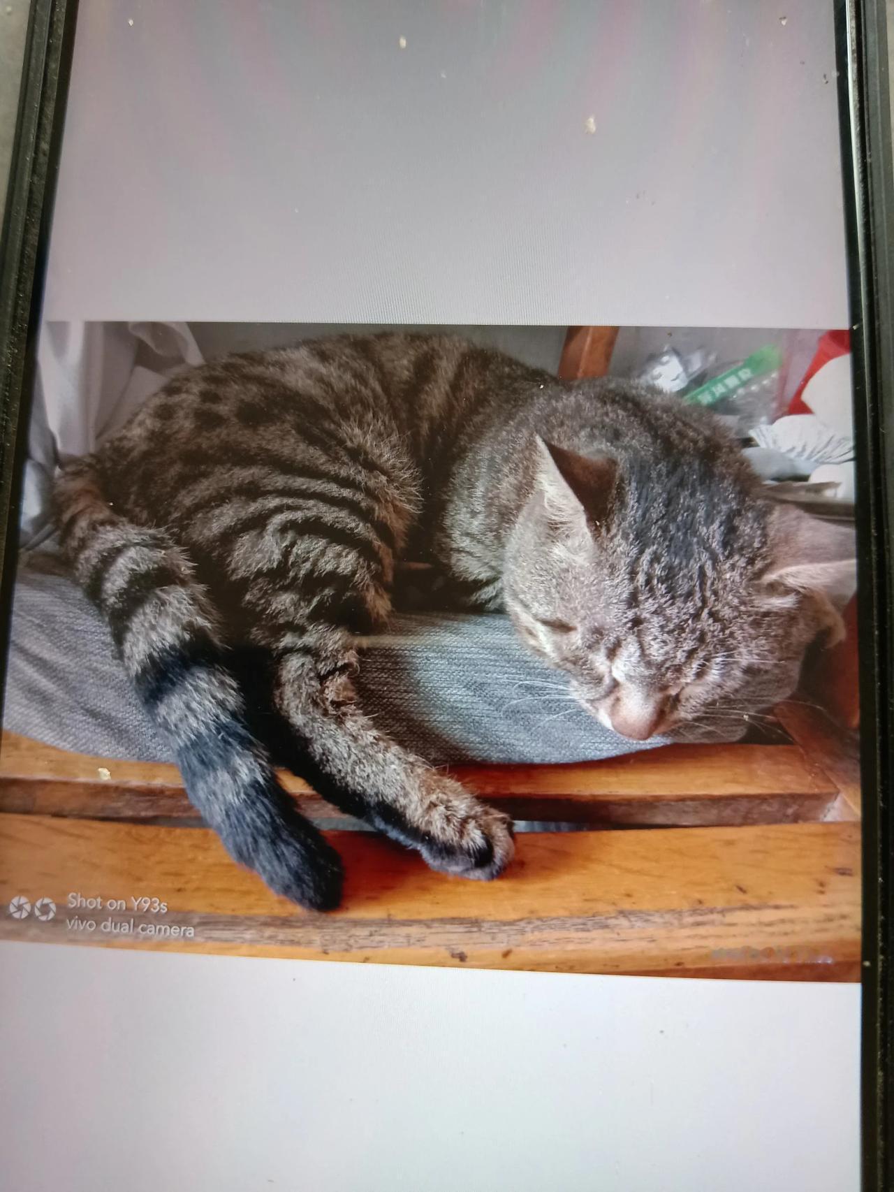 三少爷回来了
一只狸花猫
七岁的猫
捡回来时巴掌大小
三岁时血脉觉醒
外出闯荡了
