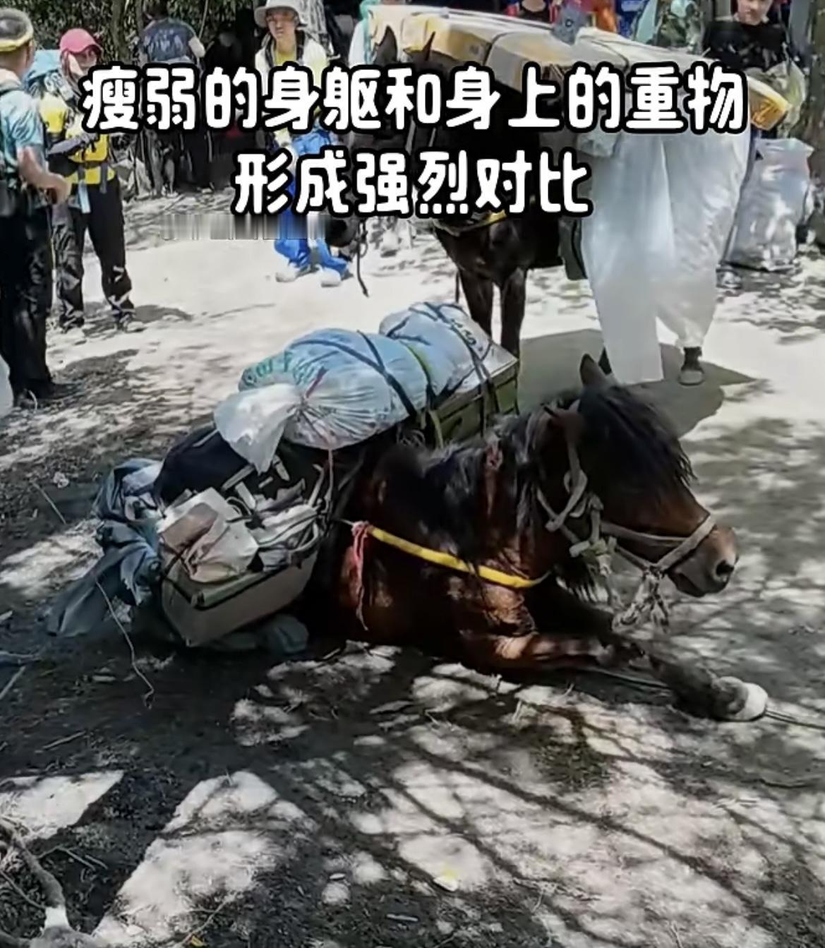 景区里驮运重物的马匹
卧在树荫下喘着粗气
热评：众生皆只有一次生命，放过它们吧！