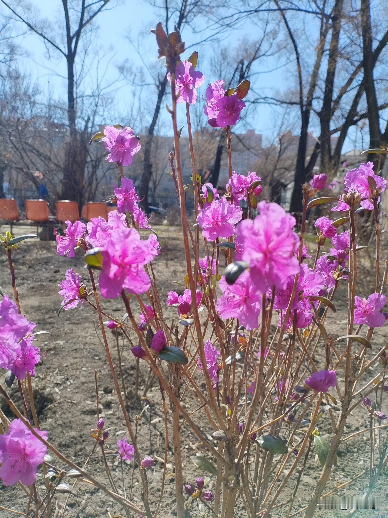 一花独放
春寒犹在地皮干，
偏有粉色意争先。
风中独绽香鲜艳，
请续句……
（庭