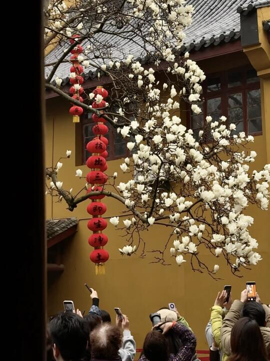 3.12 Live 法喜寺500年古玉兰花真的开啦
